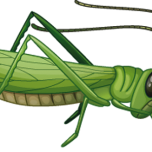 Grasshopper PNG