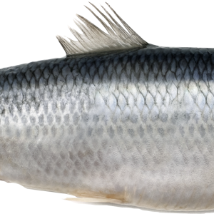 Fish PNG