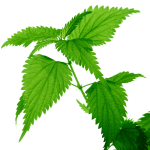 Nettle PNG
