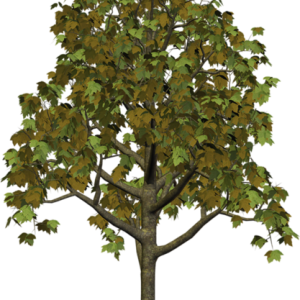tree PNG