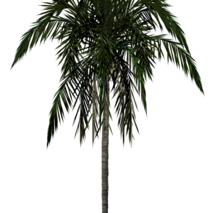 Palm tree PNG