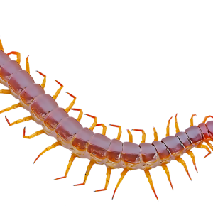 Centipede PNG transparent