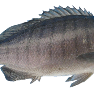 fish PNG image