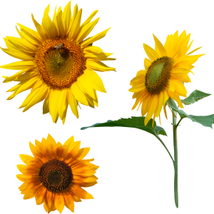 Sunflower PNG