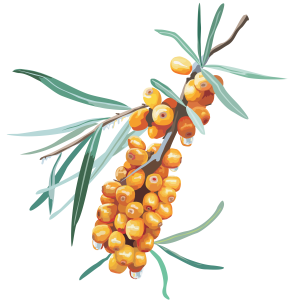 Sea buckthorn PNG