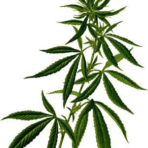 Cannabis PNG