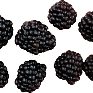 Blackberry PNG