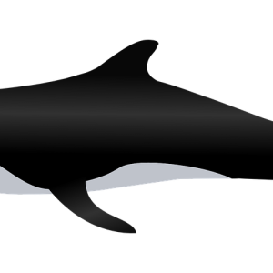 Killer whale PNG