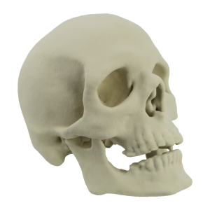 Skull PNG