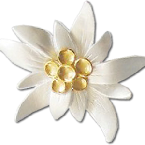 Edelweiss PNG