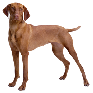 Dog PNG