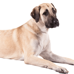 Dog PNG