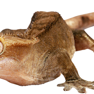 Gecko PNG