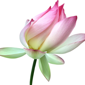 Lotus flower PNG