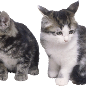 2 kittens sitting Cat PNG