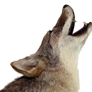 Jackal, coyote PNG