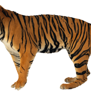 Tiger PNG
