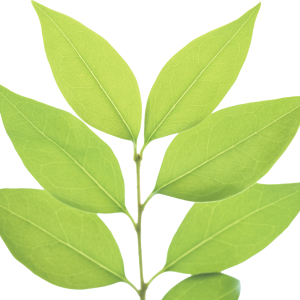 Green leaf PNG