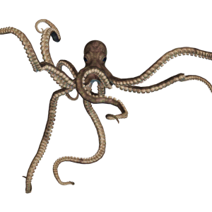 Octopus PNG