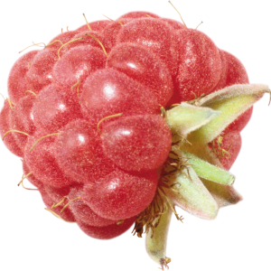 Rraspberry PNG image