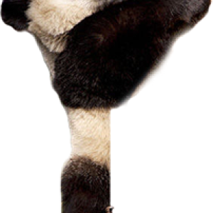Panda PNG