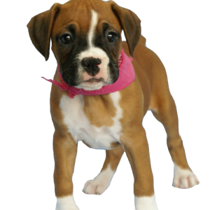 dog PNG image