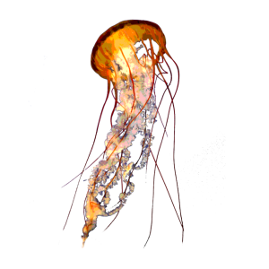 Jellyfish PNG