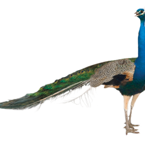 Peacock PNG
