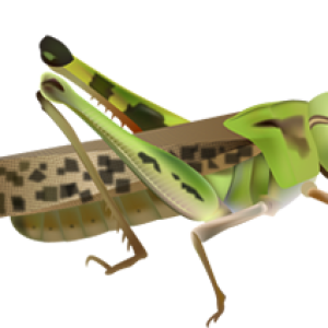 Grasshopper PNG