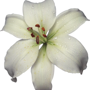 Lilium PNG