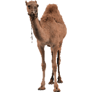 Camel PNG