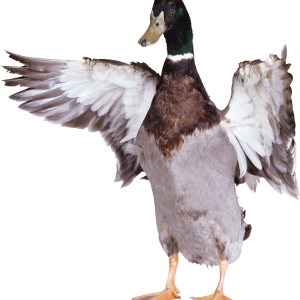 Duck PNG image