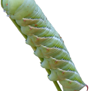 Caterpillar PNG