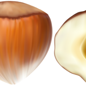 hazelnut PNG