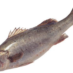 Fish PNG