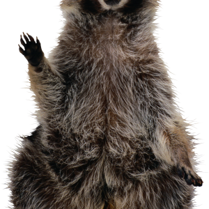 Raccoon PNG