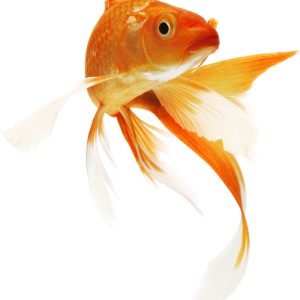 Goldfish PNG