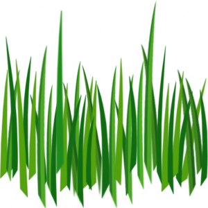 grass png image, green grass PNG picture