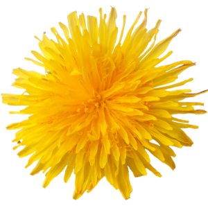 Dandelion PNG