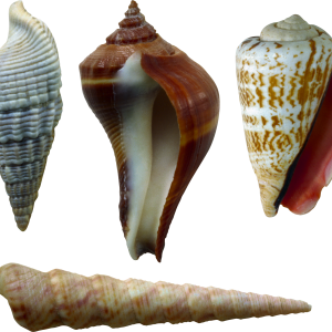 Seashell PNG