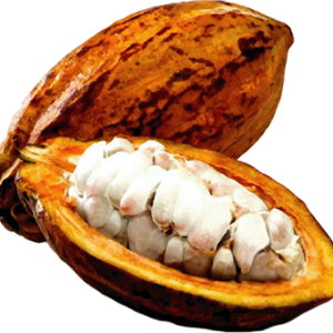 Cacao PNG