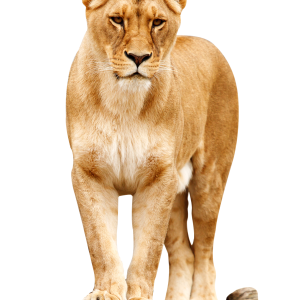 Lion PNG