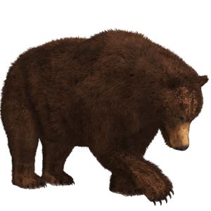 bear PNG