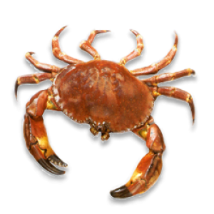 Crab PNG