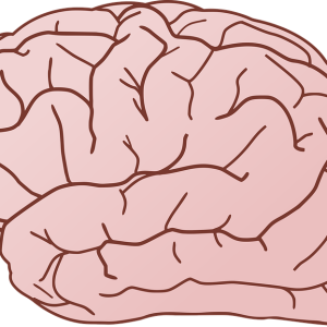 Brain PNG