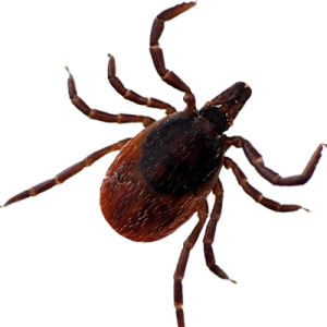 Tick insect PNG
