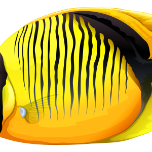 Fish PNG