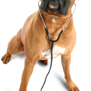 dog PNG image