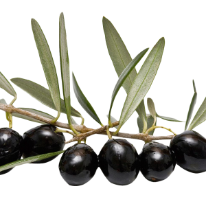 Black olives PNG