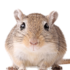 mouse, rat PNG image